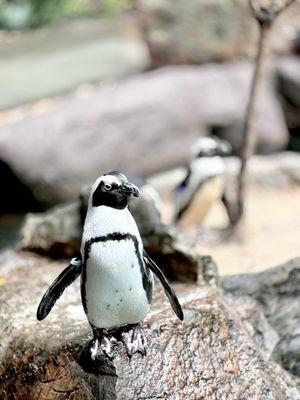 Dallas World Aquarium Zoo