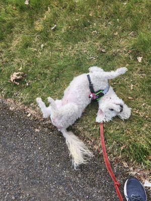 My dog Suze rolling in the grass