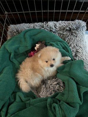 New puppy going in next week.