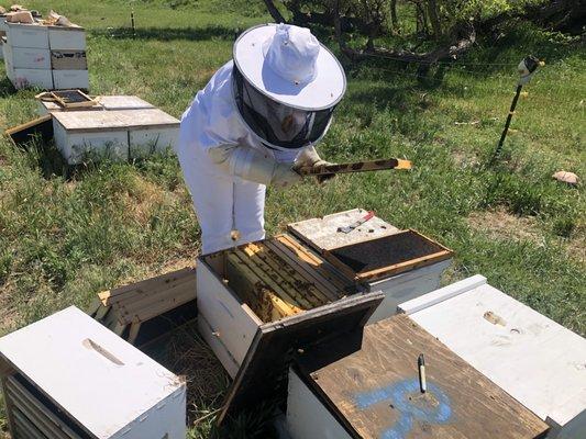 Splitting colonies