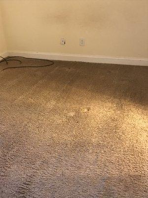 Carpet after