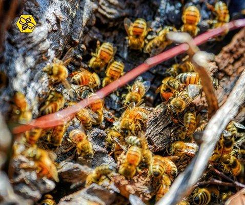 Get help from bee removal professionals at (949) 455-0123.