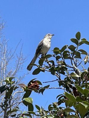 Northern Mockingbird making lots of noise