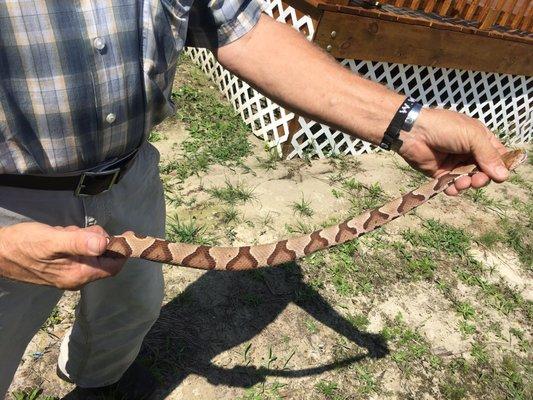 Copperhead that bit my puppy watch out y'all it's viper season