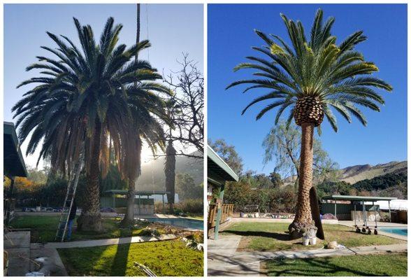 Palm tree trimming.