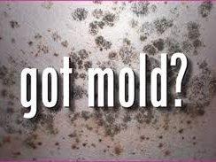 Mold Testing & Assessment