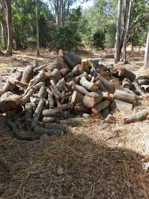 wood pile from removed tree's!