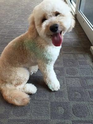 Clumsy dog "bumped" into a chalk mural (on purpose in my opinion) right after grooming!! We love Audrey's though.