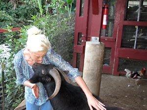 Reiki Helps to Heal Animals