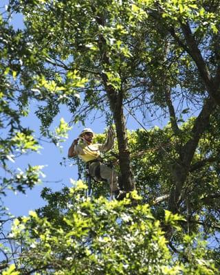 Pin Oak removal