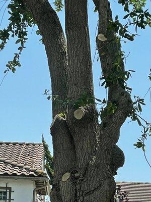 There were four large branches that were cut at the base and now the tree is completely bare.