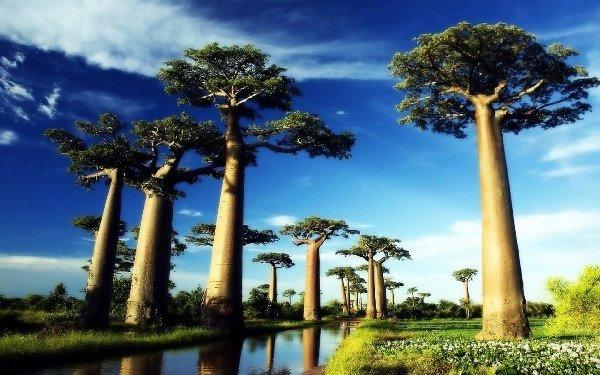 Head to Madagascar to see this amazing creation of nature. The Baobab trees are found in the African nation...