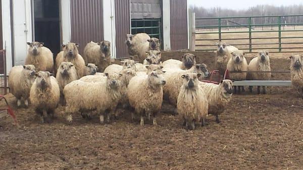 Sheep in the back yard.