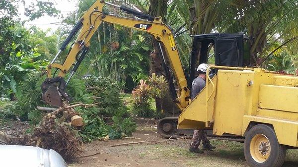 Skillfully wielding the  backhoe to make lighter work for his crew, Orrin gingerly lifts the heavy trunks, putting them in the chipper.