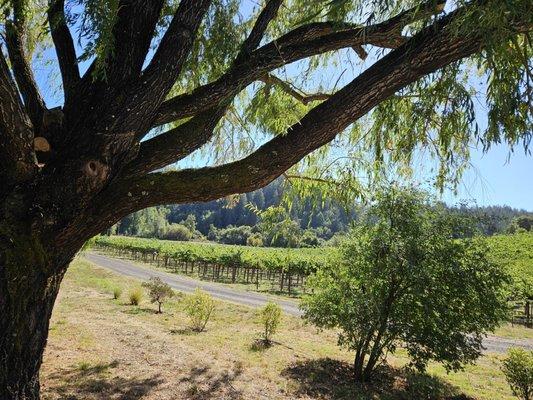 Harvest underway as gorgeous day!