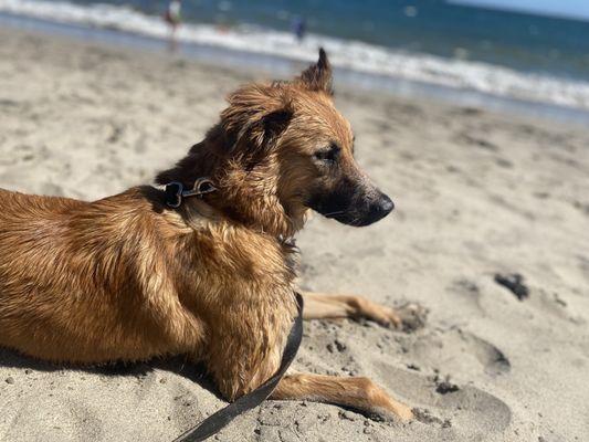 Furry friends allowed on leashes no more than 6 feet