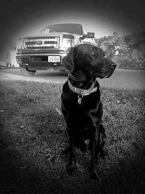 A Ford truck and man's best friend...doesn't get any better than this!