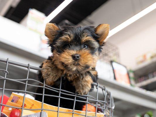 Yorkshire Terrier