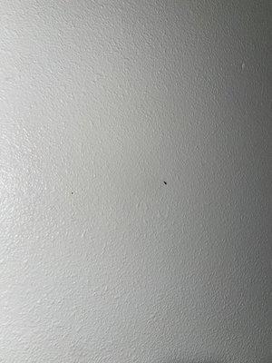 Roach on wall