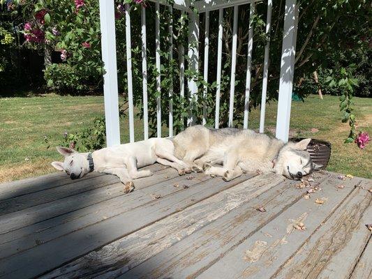 Dogs tired from training are good dogs