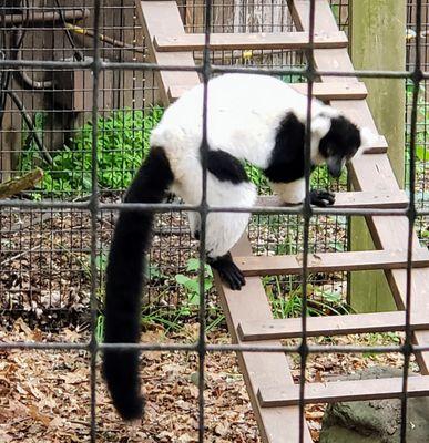 Lemur at Binder Park Zoo