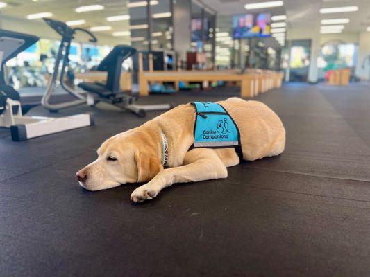 Hurley the Therapy Dog