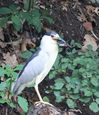 Black crowned night heron with his dinner in the Blackstone River Canal in Lonsdale, RI