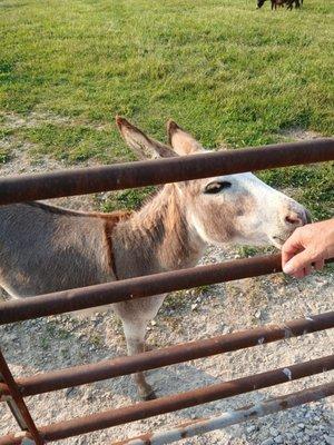 Yes they have Donkeys