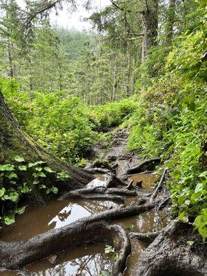 Cape Trail - example of the unknown root well depths in June