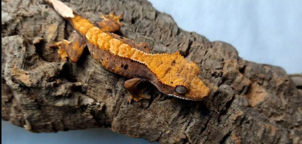 Baby Crested Gecko