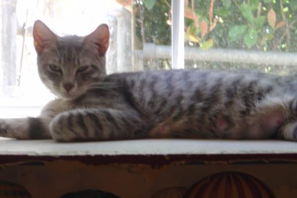 Our Cattery has a cat nap corner where kitties get sweet dreams.