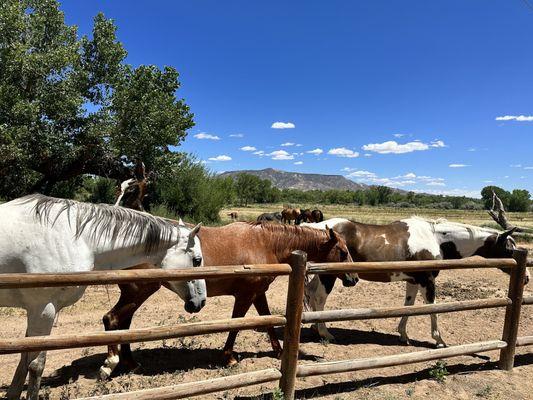 Horses out back