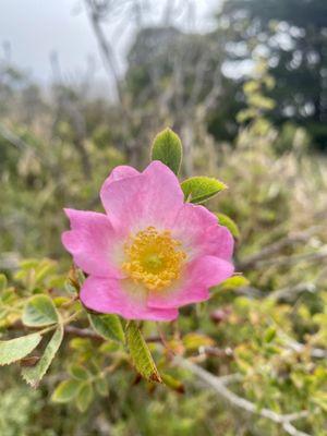 Pinnacle Gulch Coastal Access Trail