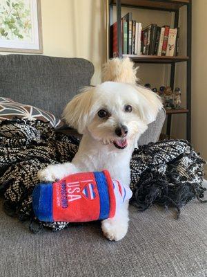 Happy dog post hair cut! Thanks 4 Dogs Grooming!