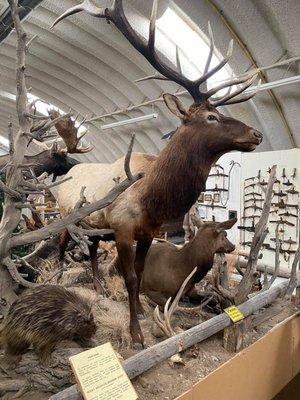 Bull & Cow Elk.   Antique trap collection in background