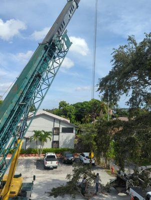 Large Oak reduction during a construction project