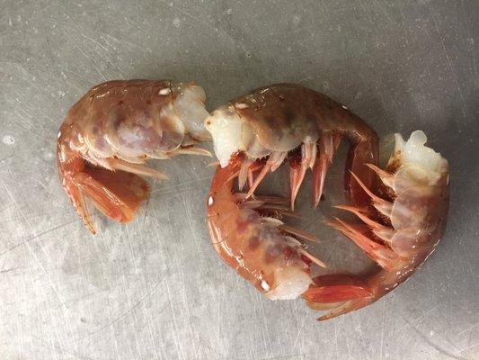 Spot Prawns