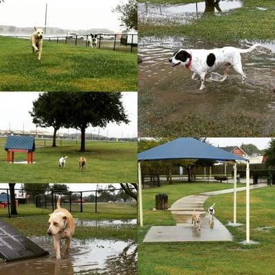 The rain didn't stop us from coming out, the puddles made it more fun for the pups!