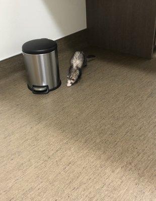 Daisy my ferret checking out the new exam room