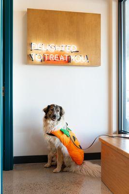 Sploot Veterinary Care - Arvada