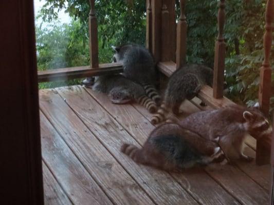 Hanging out on the back porch. I can't tell you how much entertainment we got just watching them