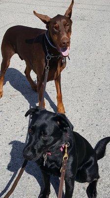 Happy dogs enjoying their daily exercise.