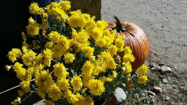 Flowers and pumpkins.