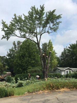 Maple removal Rochester Mi