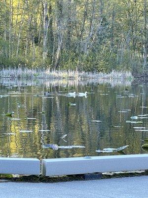 White ducks