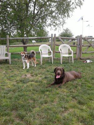 Gretchen and Rosie-Roo the chocolate lab