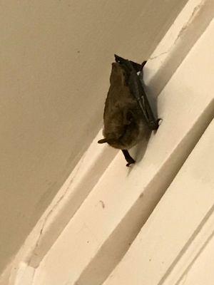 Just a bat chillin in our kitchen