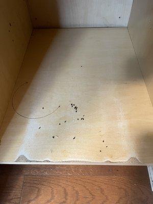 droppings in the cabinet