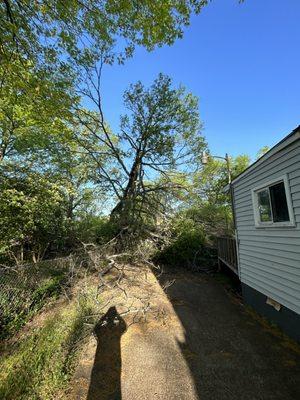 Tree on carport