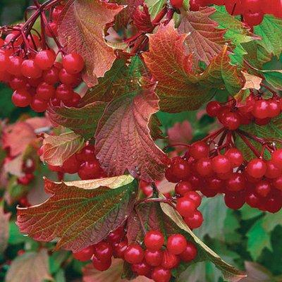 American cranberry bush